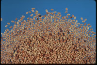 drywood termite pellets